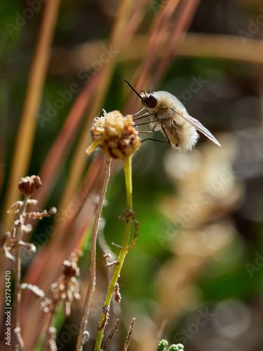 Bombyliinae is a subfamily of bee flies in the family Bombyliidae. There are about 65 genera and more than 1000 described species in Bombyliina