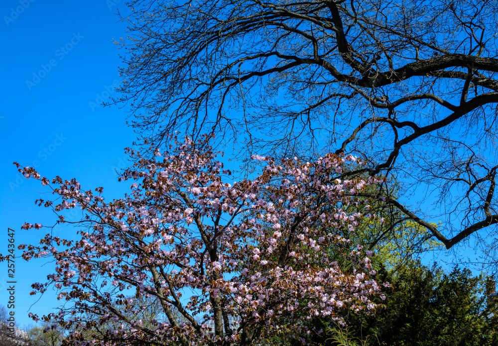 Panorama of Cherry blossom trees Alley in garden on a fresh green lawn at sunset. spring is coming Panorama of Cherry blossom trees Alley in garden on a fresh green lawn at sunset. spring is coming