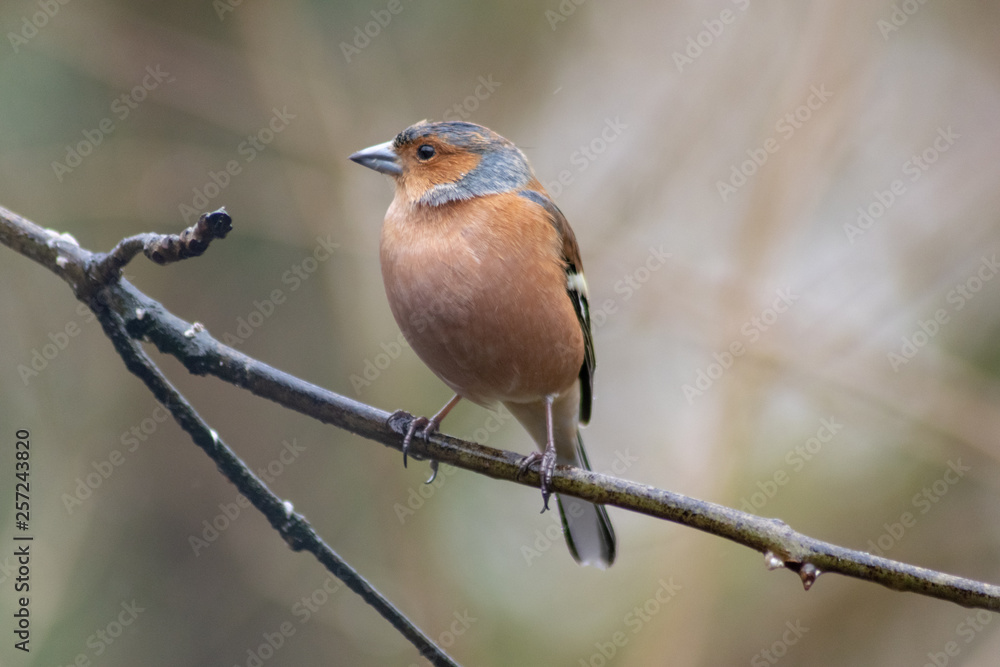 bird on a branch