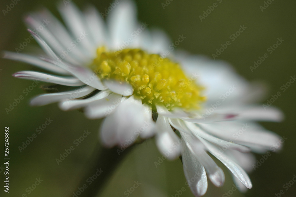 Fototapeta premium Stokrotka