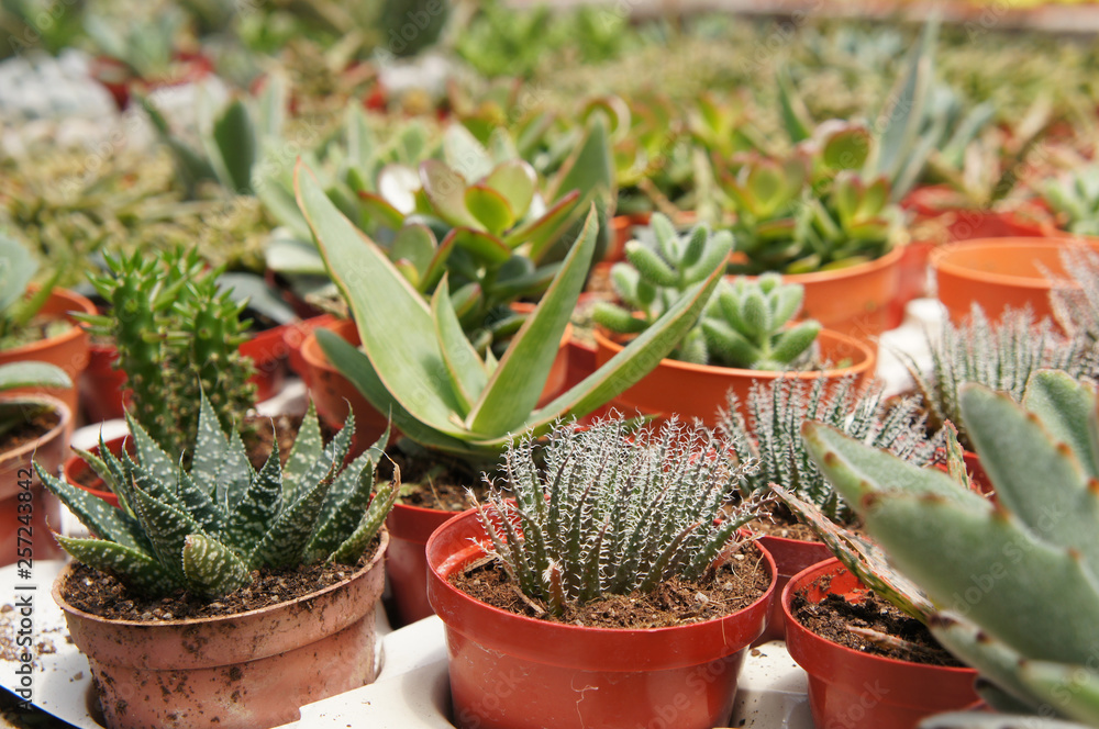Obraz premium Selected focused on a group of small and colourful cactus planted in small plastic pots. The cactus will be used as indoor decoration. Sale to the customer as income for farmers. 