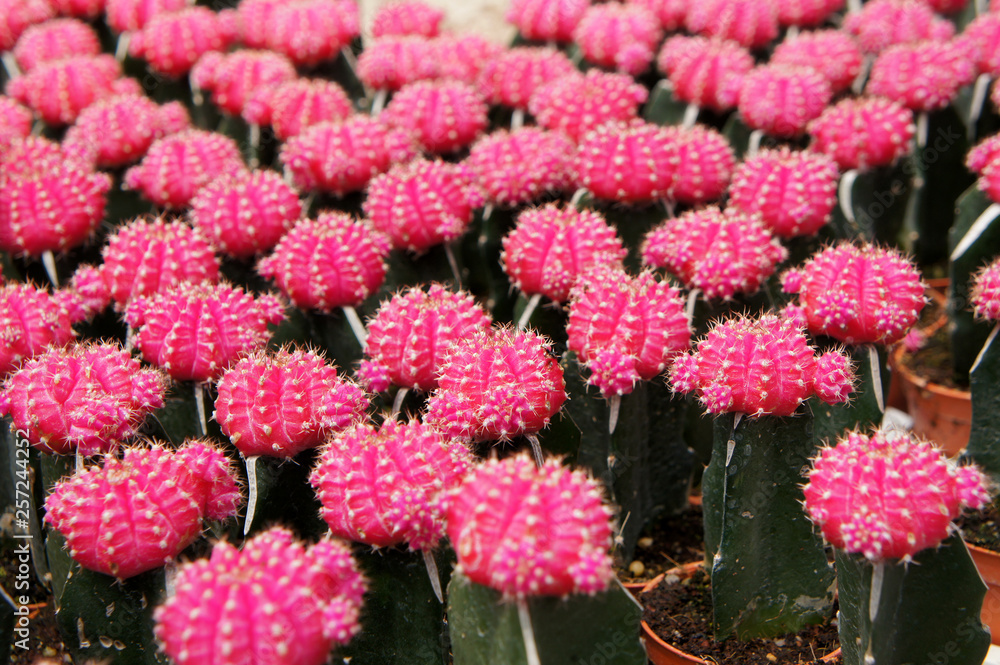 Selected focused on a group of small and colourful cactus planted in small plastic pots. The cactus will be used as indoor decoration. Sale to the customer as income for farmers. Selected focused on a group of small and colourful cactus planted in small plastic pots. The cactus will be used as indoor decoration. Sale to the customer as income for farmers.
