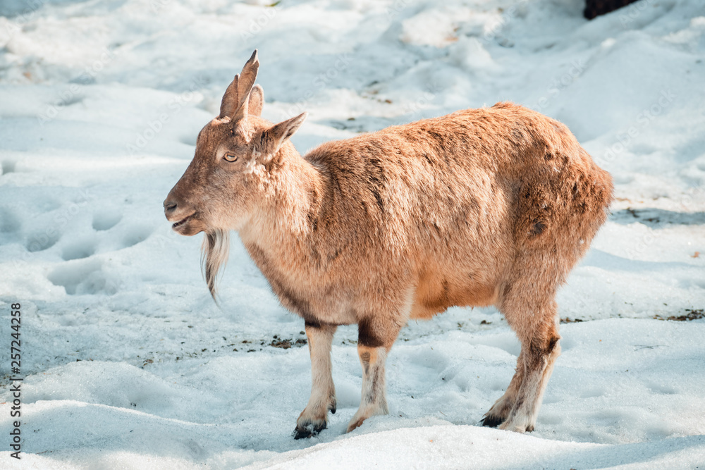 Goat in the snow. Goat in the snow.