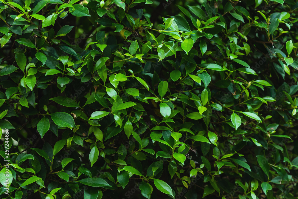 natural view of green leaves in garden, abstract nature background natural view of green leaves in garden, abstract nature background