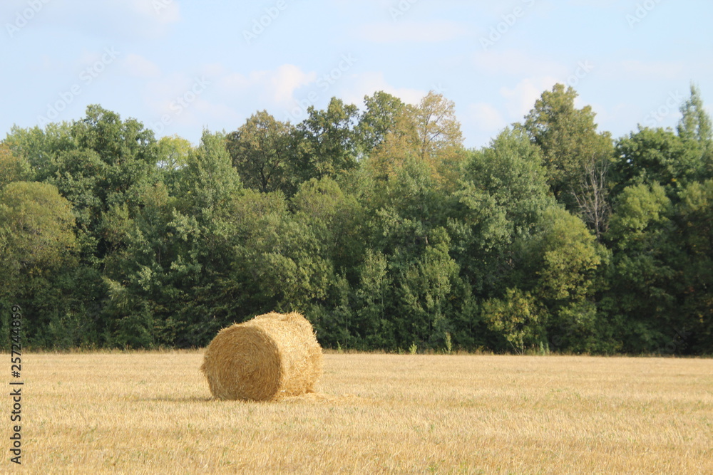 Fototapeta premium autumn landscape - worn field