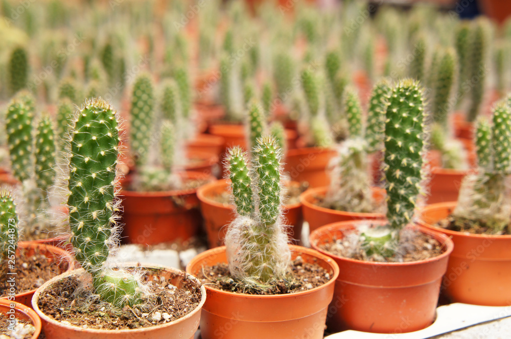 Selected focused on a group of small and colourful cactus planted in small plastic pots. The cactus will be used as indoor decoration. Sale to the customer as income for farmers.   
