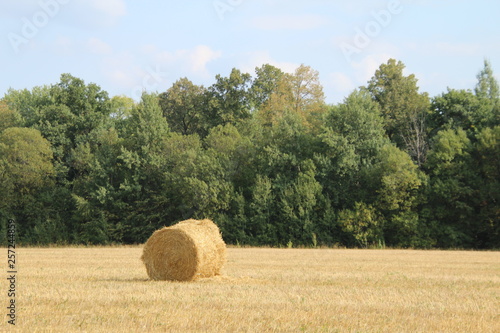 autumn landscape - worn field