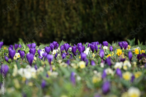 field of purple springcrocuses
