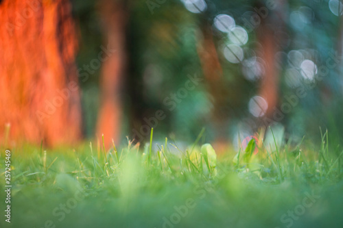  grass background