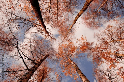Fototapeta Naklejka Na Ścianę i Meble -  Jesień