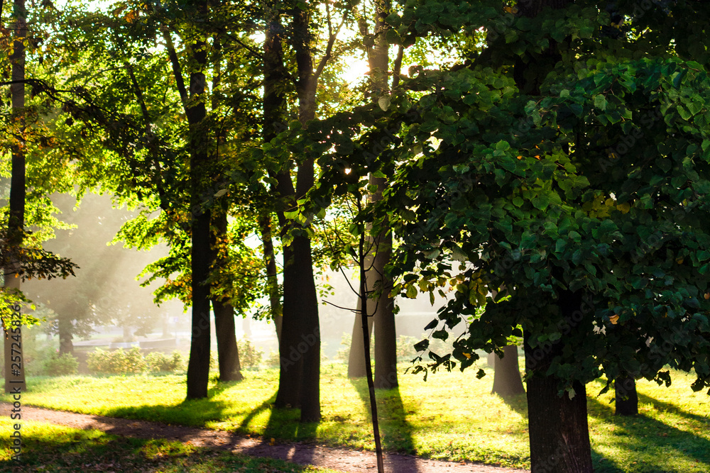 Obraz premium light through the leaves