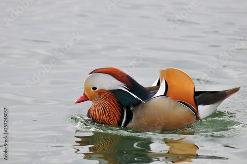 Wallpaper Mural mandarin Torontodigital.ca