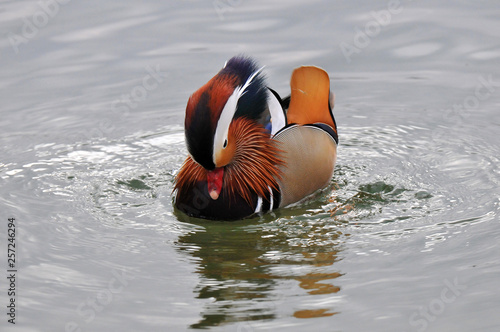 Wallpaper Mural mandarin Torontodigital.ca