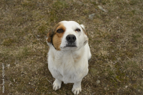 dog in the park