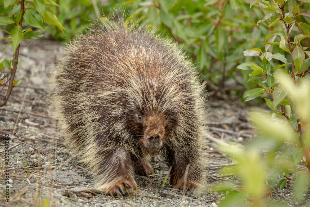Porcupines Porco-espinho selvagem Porcupines Porco-espinho selvagem