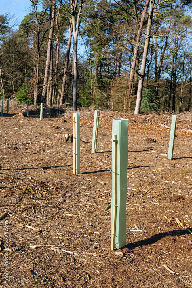 Newly planted young trees among the stumps of the felled trees