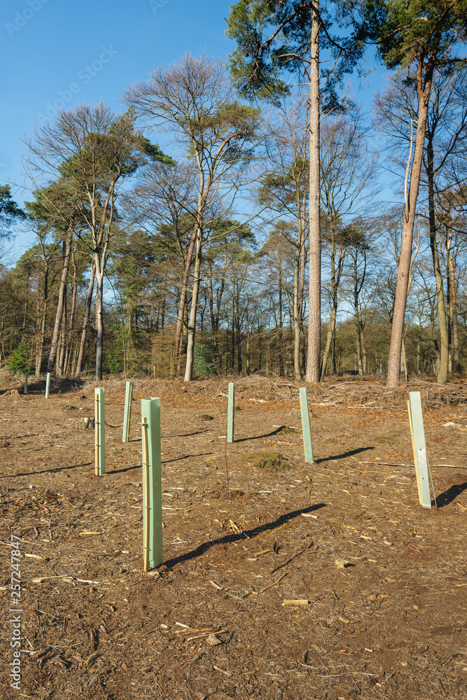 Newly planted young trees among the stumps of the felled trees