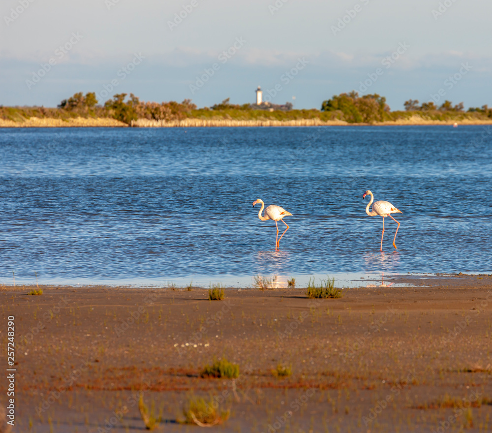 Fototapeta premium flamingos, Camargue, Provence, France