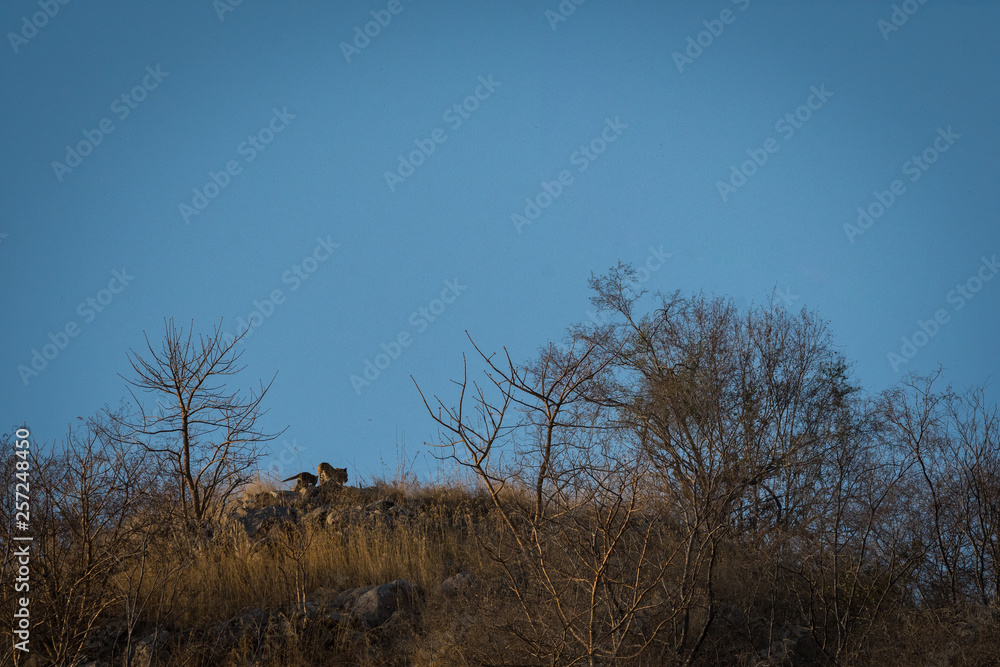 A leopard mother or leopardess with her cub basking in sun at hilltop with skyline in a winter morning at Jhalana Forest Reserve, Jaipur, India A leopard mother or leopardess with her cub basking in sun at hilltop with skyline in a winter morning at Jhalana Forest Reserve, Jaipur, India