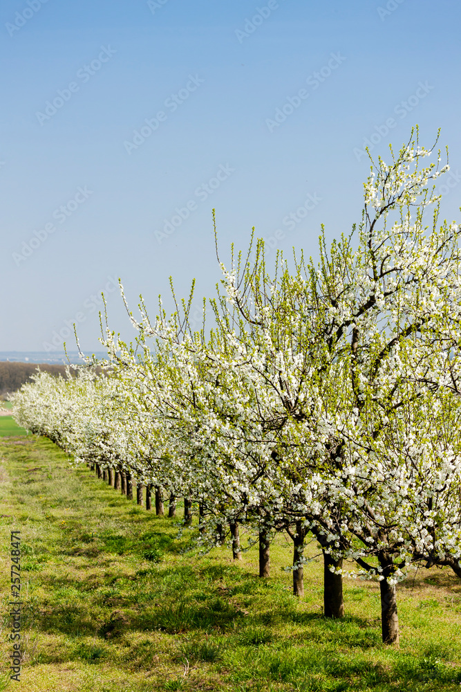 blooming fruit orchard
