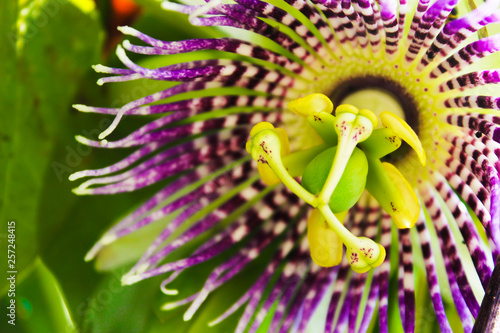 Passion fruit colorful flower 1 