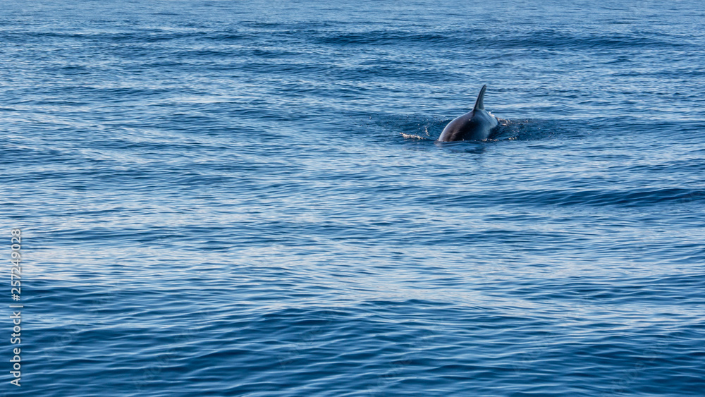 Fototapeta premium Dolphin watching Madeira Atlantic