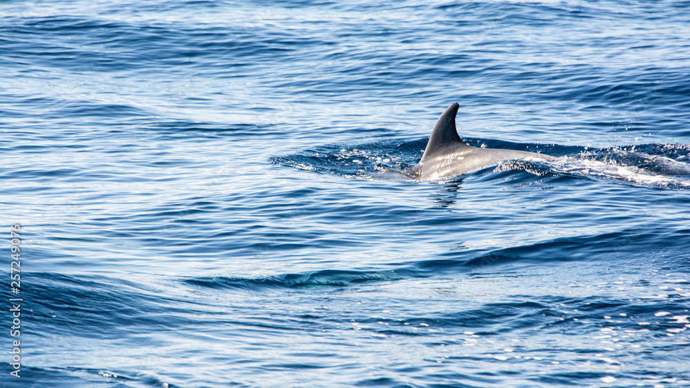 Fototapeta premium Dolphin watching Madeira Atlantic