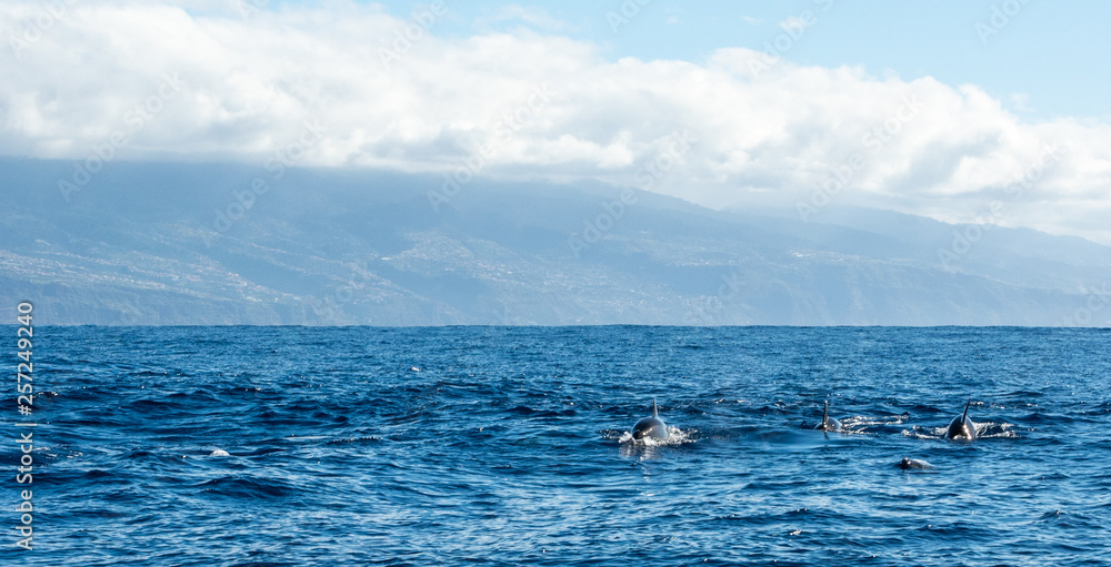 Dolphin watching Madeira Atlantic