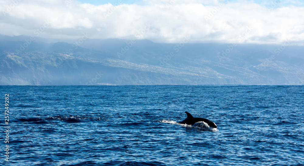 Fototapeta premium Dolphin watching Madeira Atlantic