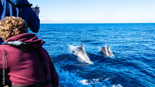 Wallpaper Mural Dolphin watching Madeira Atlantic Torontodigital.ca