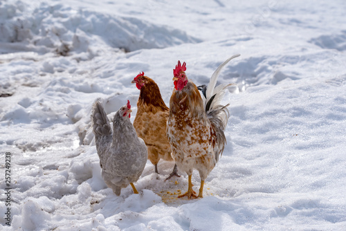rooster and hens looking for food in snow