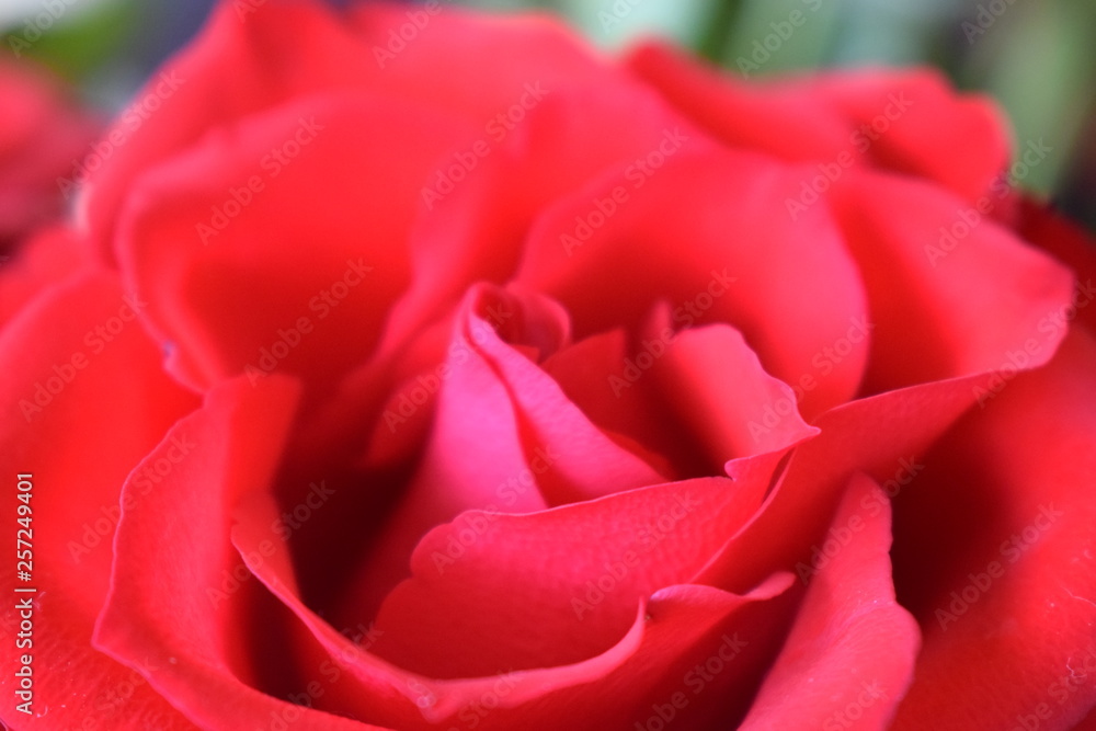 red rose red rose