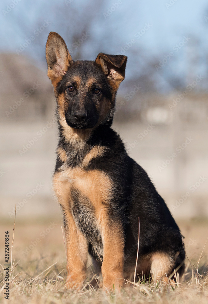 puppy breed German shepherd on a street walk puppy breed German shepherd on a street walk