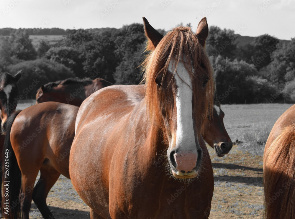 custom made wallpaper toronto digitalportrait of a horse, koń