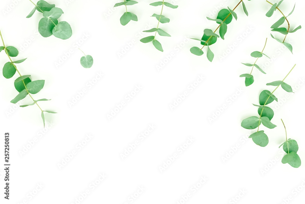 green eucalyptus leaves border on white background top view. copy space. flat lay green eucalyptus leaves border on white background top view. copy space. flat lay