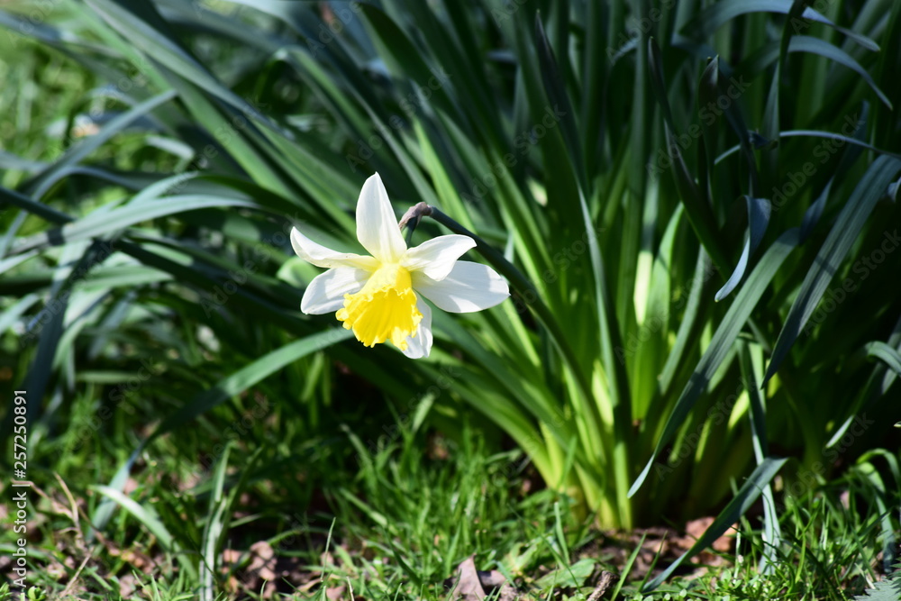 custom made wallpaper toronto digitalyellow flower in spring