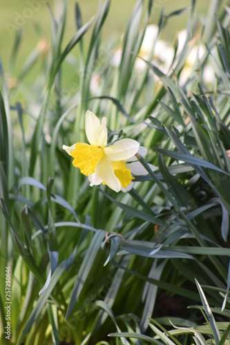Wallpaper Mural daffodils in the garden Torontodigital.ca