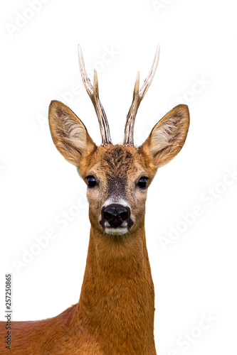 Obraz na płótnie Close-up of head of roe deer, capreolus capreolus, buck isolated on white background. w salonie