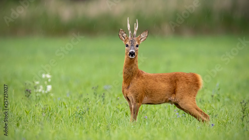 Attentive roe deer, capreolus capreolus, buck standing on a meadow in summer with green blurred background. Wild animal in nature with space for copy.