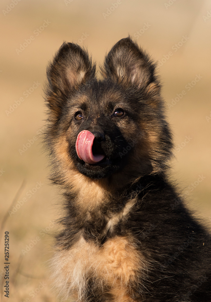 puppy breed German shepherd on a street walk puppy breed German shepherd on a street walk