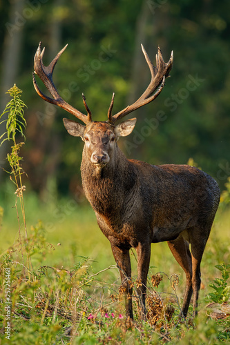 Vertical close-up of red deer with big antlers, cervus elaphus, stag standing on a glade in the floodplain forest in daylight