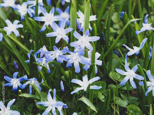 Glory-of-the-snow (Chionodoxa luciliae) flowering in early spring photo