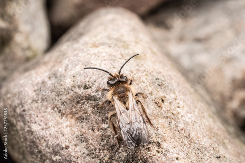insect