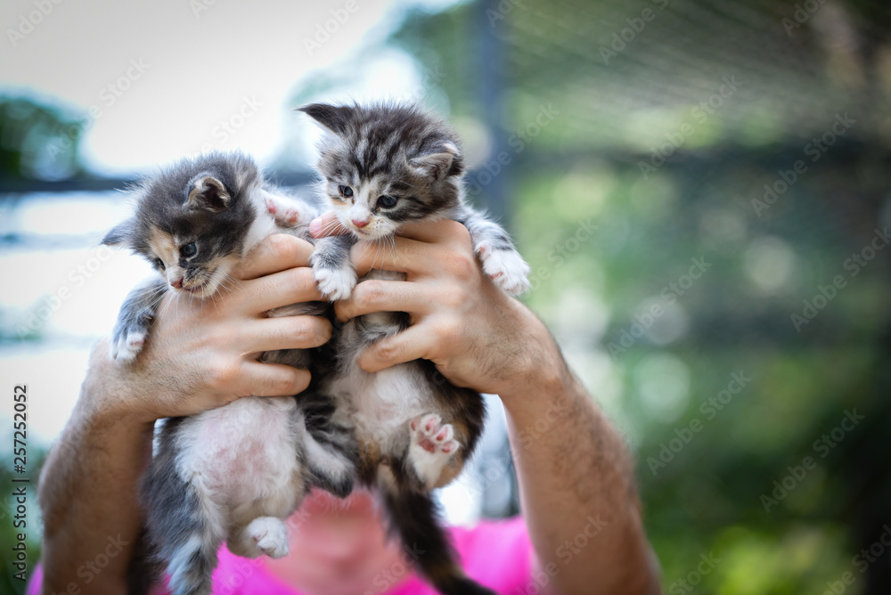 2 adorable kittens in man's hands