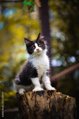 Portrait of black and white Maincoon kitten sitting on a wooden log in a autumn garden daytime lighting. Adorable small cat outdoor. Cat playing a colorful toy. 