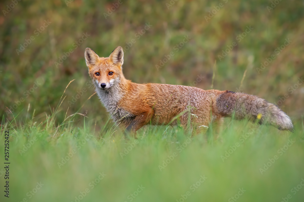 Red fox, vulpes vulpes, from low angle standing on a meadow in autumn with fluffy tail. Red fox, vulpes vulpes, from low angle standing on a meadow in autumn with fluffy tail.