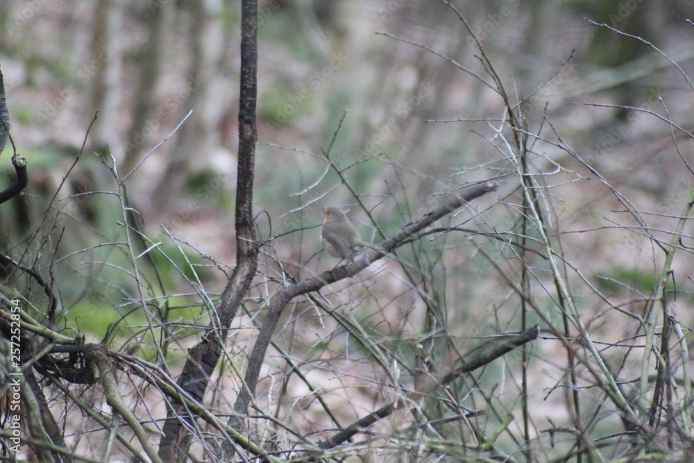 Obraz premium Small Bird