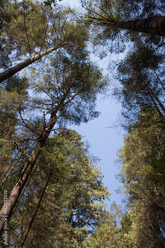 Fototapeta premium trees and sky