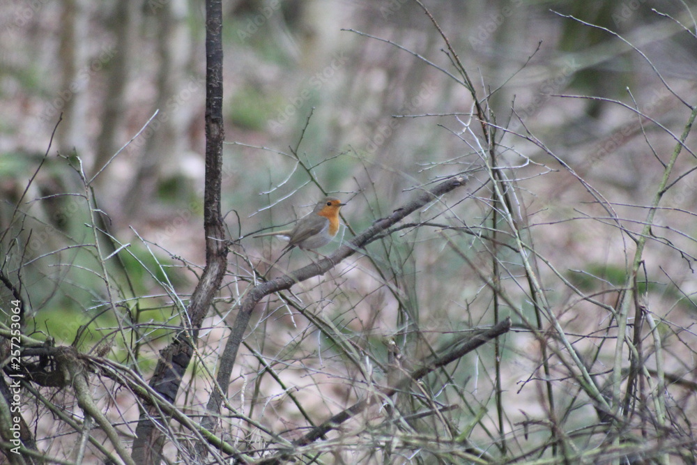 Fototapeta premium Small Bird