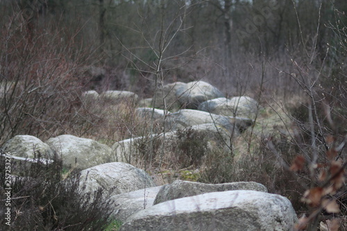 Forest Landscape